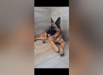 Lola sucht ihre zweite Chance – ein liebevolles Zuhause❤️