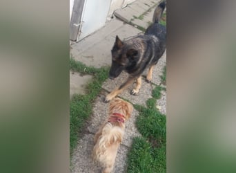 Treue Schäferhunddame sucht eine erfahrene Familie