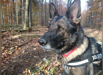 Treue Schäferhunddame sucht eine erfahrene Familie