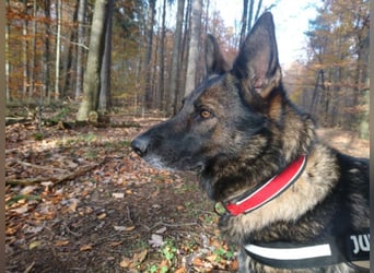 Treue Schäferhunddame sucht eine erfahrene Familie