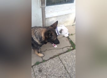 Treue Schäferhunddame sucht eine erfahrene Familie