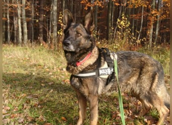 Treue Schäferhunddame sucht eine erfahrene Familie