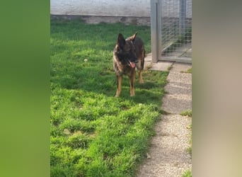 Treue Schäferhunddame sucht eine erfahrene Familie