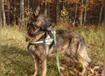 Treue Schäferhunddame sucht eine erfahrene Familie