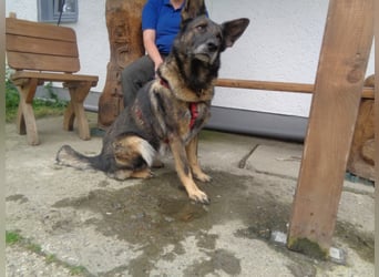 Treue Schäferhunddame sucht eine erfahrene Familie