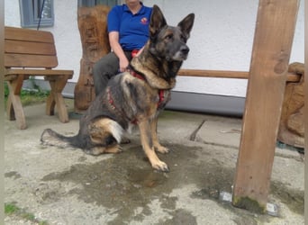 Treue Schäferhunddame sucht eine erfahrene Familie