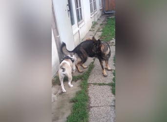 Treue Schäferhunddame sucht eine erfahrene Familie