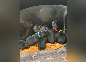 Schäferhund Welpen, mit Papiere vom Verein für deutsche Schäferhunde