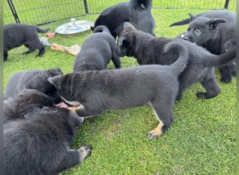 Schäferhund Welpen, mit Papiere vom Verein für deutsche Schäferhunde
