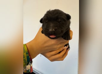 Schäferhund Welpen, mit Papiere vom Verein für deutsche Schäferhunde