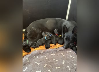 Schäferhund Welpen, mit Papiere vom Verein für deutsche Schäferhunde