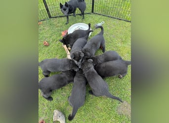 Schäferhund Welpen, mit Papiere vom Verein für deutsche Schäferhunde