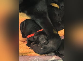 Schäferhund Welpen, mit Papiere vom Verein für deutsche Schäferhunde
