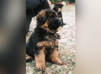 2 Hündinnenwelpen aus gesunden Eltern