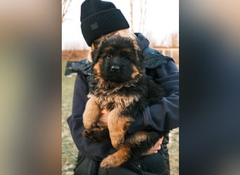 2 Hündinnenwelpen aus gesunden Eltern