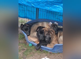 Schwarzer Schäferhundrüde-Welpe aus Körzucht vom Satansthron