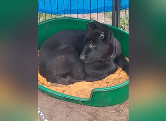 Schwarzer Schäferhundrüde-Welpe aus Körzucht vom Satansthron