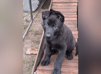 Schwarzer Schäferhundrüde-Welpe aus Körzucht vom Satansthron
