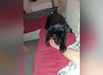 Schwarzer Schäferhundrüde-Welpe aus Körzucht vom Satansthron