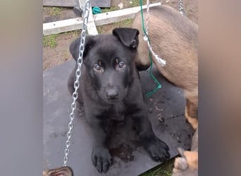 Schwarzer Schäferhundrüde-Welpe aus Körzucht vom Satansthron