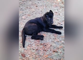 Schwarzer Schäferhundrüde-Welpe aus Körzucht vom Satansthron