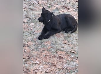 Schwarzer Schäferhundrüde-Welpe aus Körzucht vom Satansthron