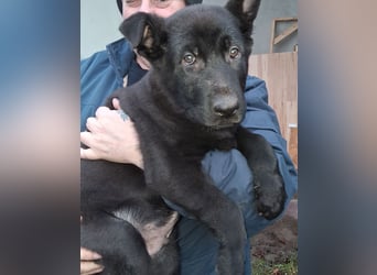 Schwarzer Schäferhundrüde-Welpe aus Körzucht vom Satansthron