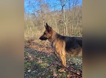 Elfie- Schäferhündin sucht Zuhause