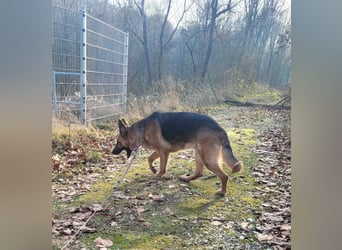 Elfie- Schäferhündin sucht Zuhause