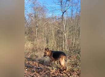Elfie- Schäferhündin sucht Zuhause