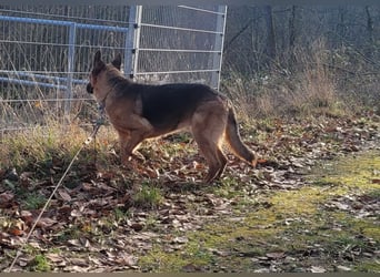 Elfie- Schäferhündin sucht Zuhause