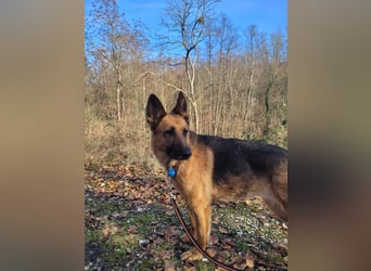 Elfie- Schäferhündin sucht Zuhause