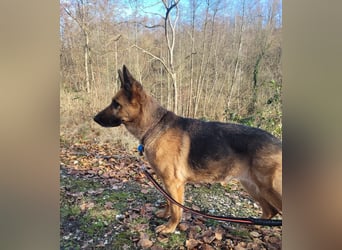 Elfie- Schäferhündin sucht Zuhause