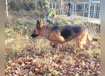 Elfie- Schäferhündin sucht Zuhause
