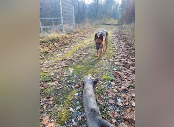 Elfie- Schäferhündin sucht Zuhause