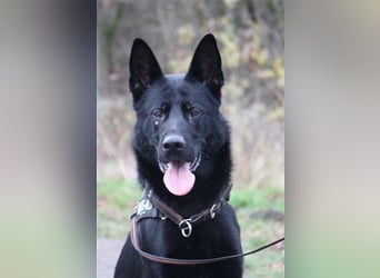 *** DJANGO - eine Herausforderung!***