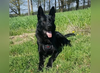 *** DJANGO - eine Herausforderung!***