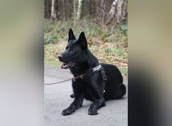 *** DJANGO - eine Herausforderung!***