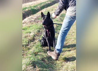 *** DJANGO - eine Herausforderung!***