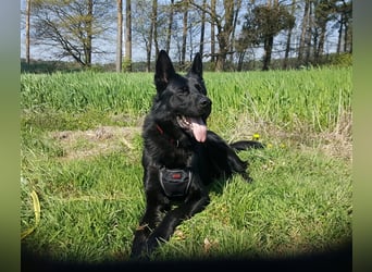 *** DJANGO - eine Herausforderung!***