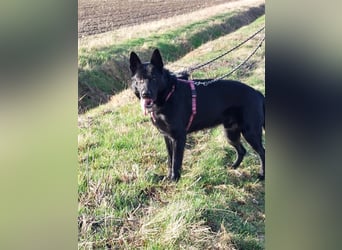 *** DJANGO - eine Herausforderung!***