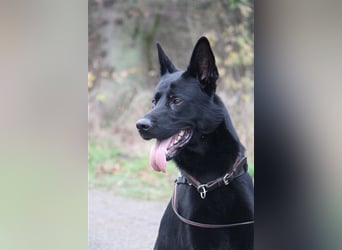 *** DJANGO - eine Herausforderung!***