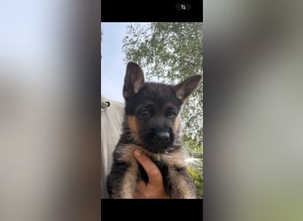Deutscher Schäferhund Welpen