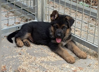 Deutscher Schäferhund Welpen