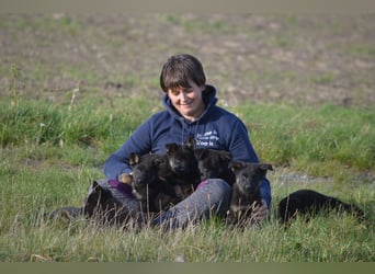 Dt. Schäferhundwelpen aus 100% DDR-Blutlinien mit roten SV/VDH Papieren.