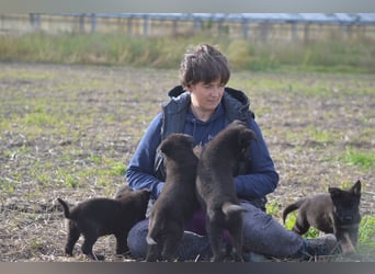 Dt. Schäferhundwelpen aus 100% DDR-Blutlinien mit roten SV/VDH Papieren.