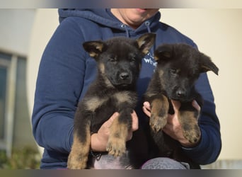 Dt. Schäferhundwelpen aus 100% DDR-Blutlinien mit roten SV/VDH Papieren.