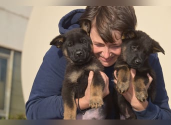 Dt. Schäferhundwelpen aus 100% DDR-Blutlinien mit roten SV/VDH Papieren.