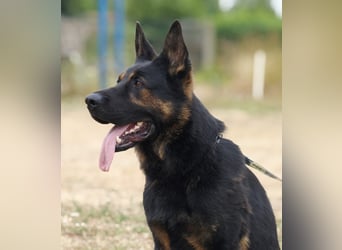 Dt. Schäferhundwelpen aus 100% DDR-Blutlinien mit roten SV/VDH Papieren.