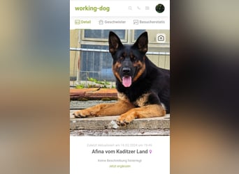 Dt. Schäferhundwelpen aus 100% DDR-Blutlinien mit roten SV/VDH Papieren.